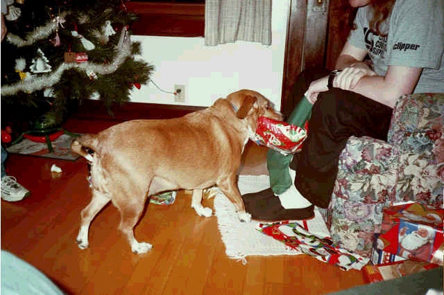 Her tail is waggin', her mouth is 
full... she must be happy to get presents